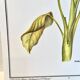 Botanical plate – Dieffenbachia seguine – Louis Pariente, 1986