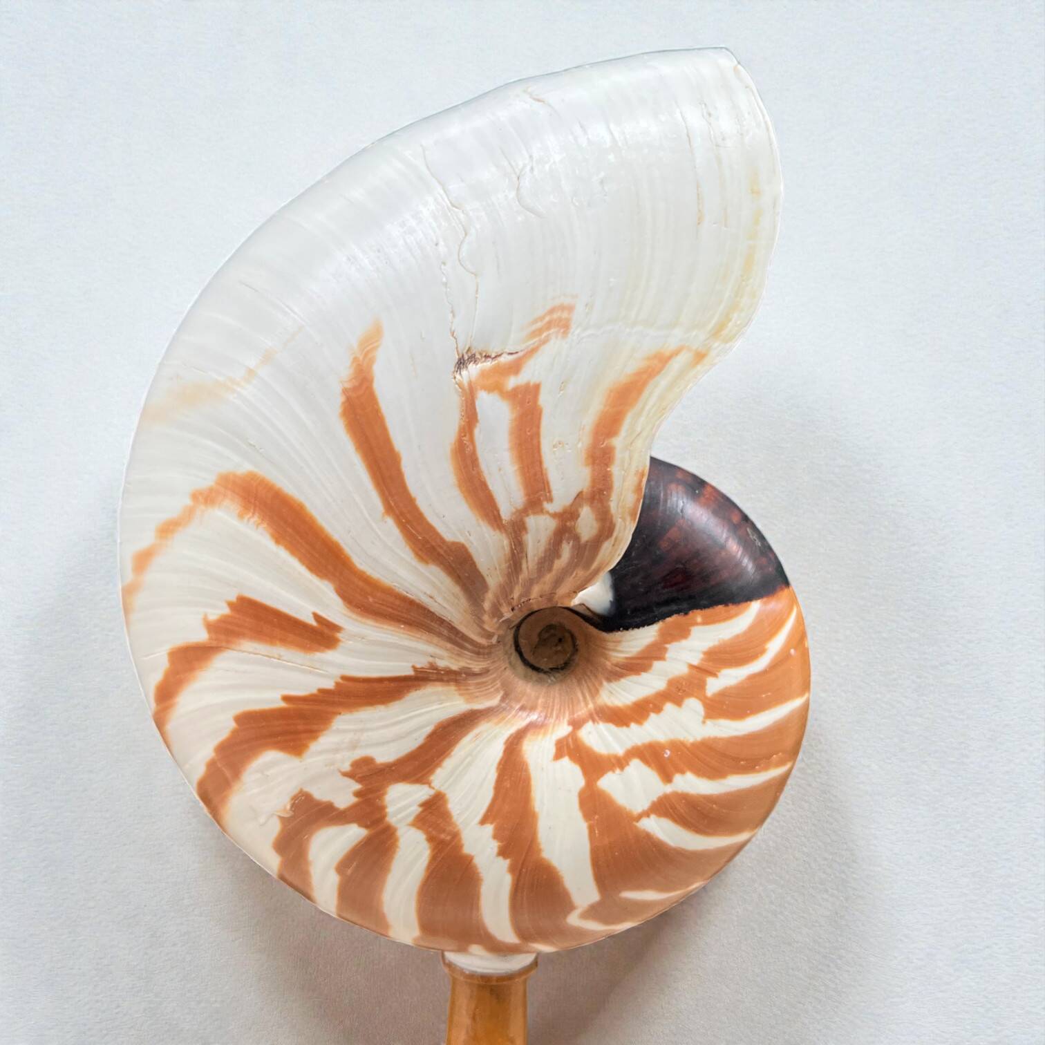 Tiger nautilus shell on a wooden stand, 19th century, Cabinet of curiosities