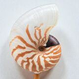 Tiger nautilus shell on a wooden stand, 19th century, Cabinet of curiosities