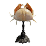 Cabinet de Curiosités crabe honteux calappa lophos sur socle
