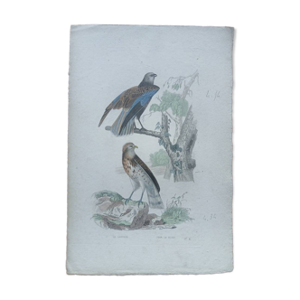 Poster - 19th century zoological engraving of birds - harpaye and jean le