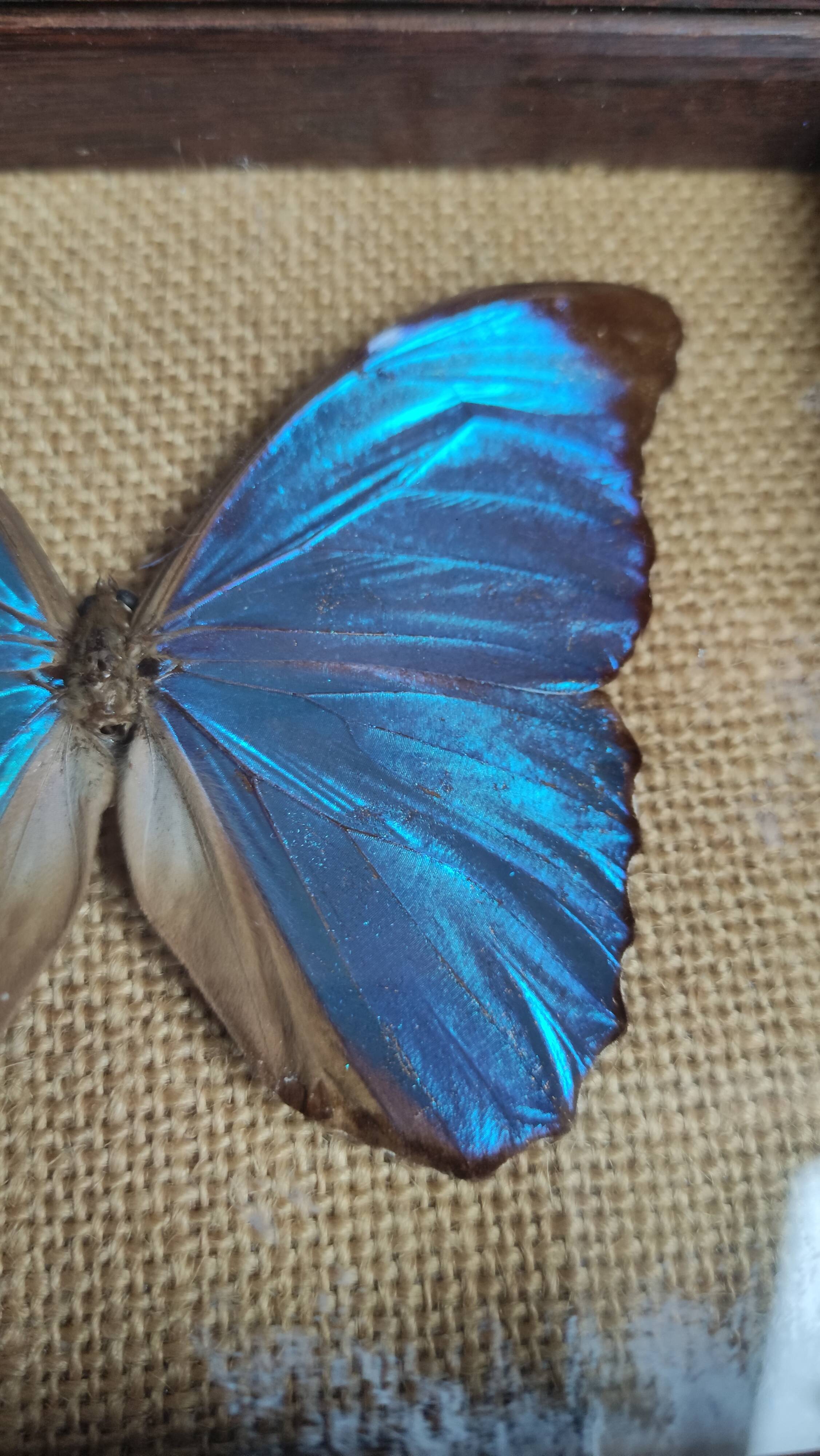 Cadre vintage d'un papillon morpho Ménélous