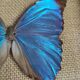 Cadre vintage d'un papillon morpho Ménélous