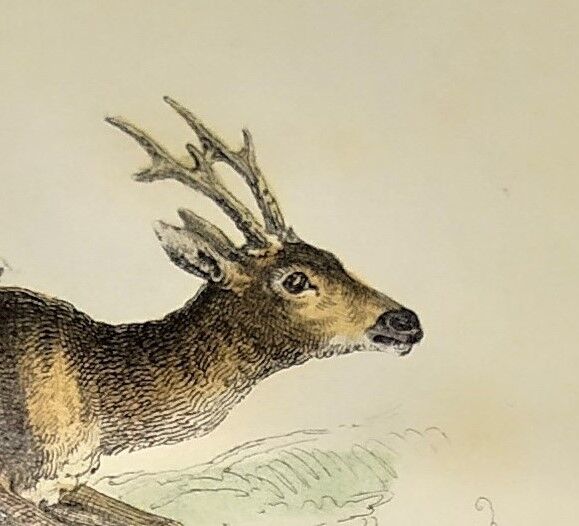 Original engraving from 1839, framed " Deer ,....,.... "
