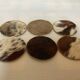 Six cow coasters