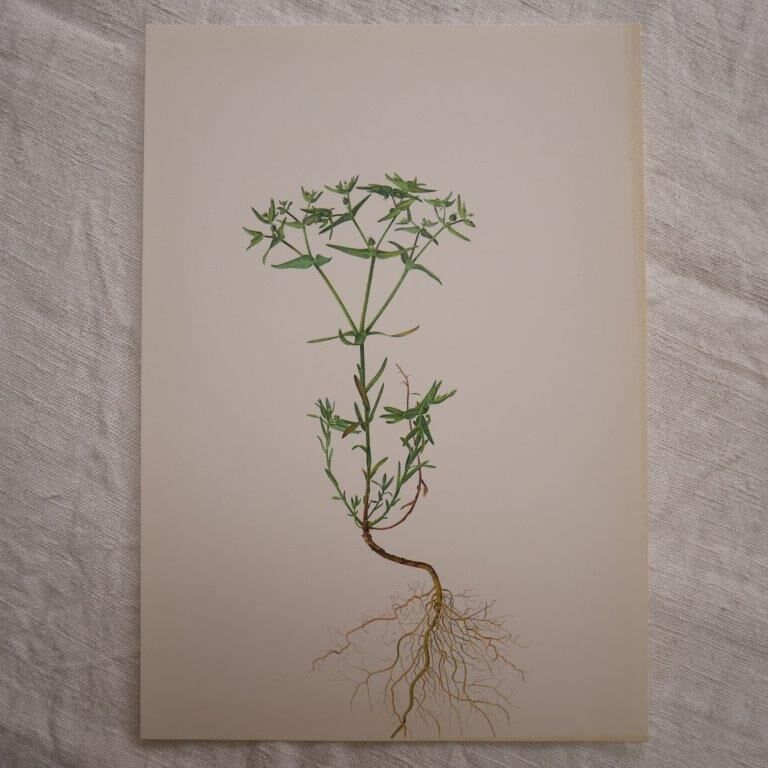 Euphorbia botanical plate