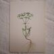 Euphorbia botanical plate