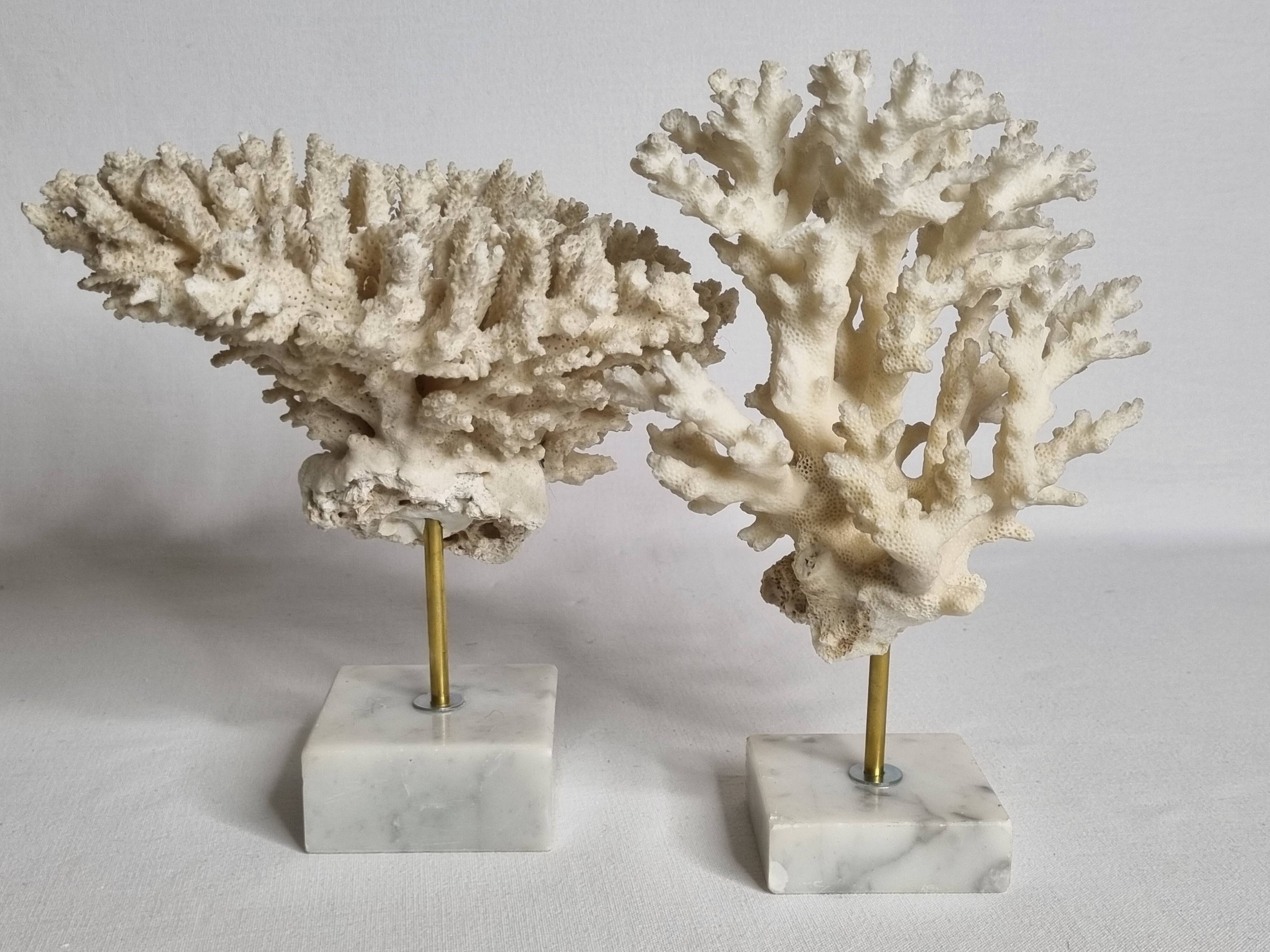 Set of four old white corals on marble base, 20 cm