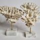 Set of four old white corals on marble base, 20 cm