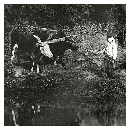 Photograph XIXth a pond and two teams of oxen