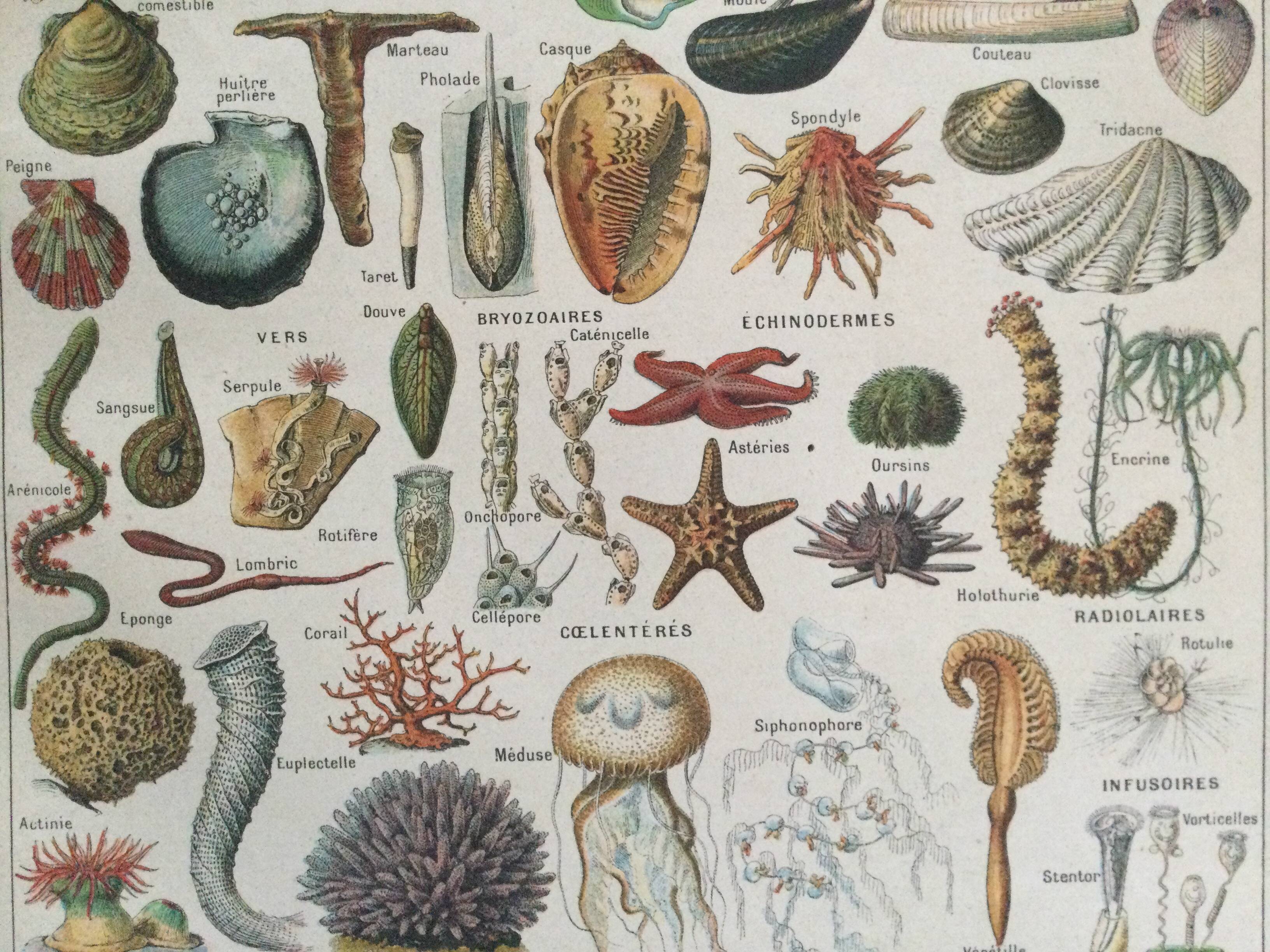 Old engraving 1897 - Molluscs Shells - botanical plate