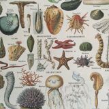 Old engraving 1897 - Molluscs Shells - botanical plate