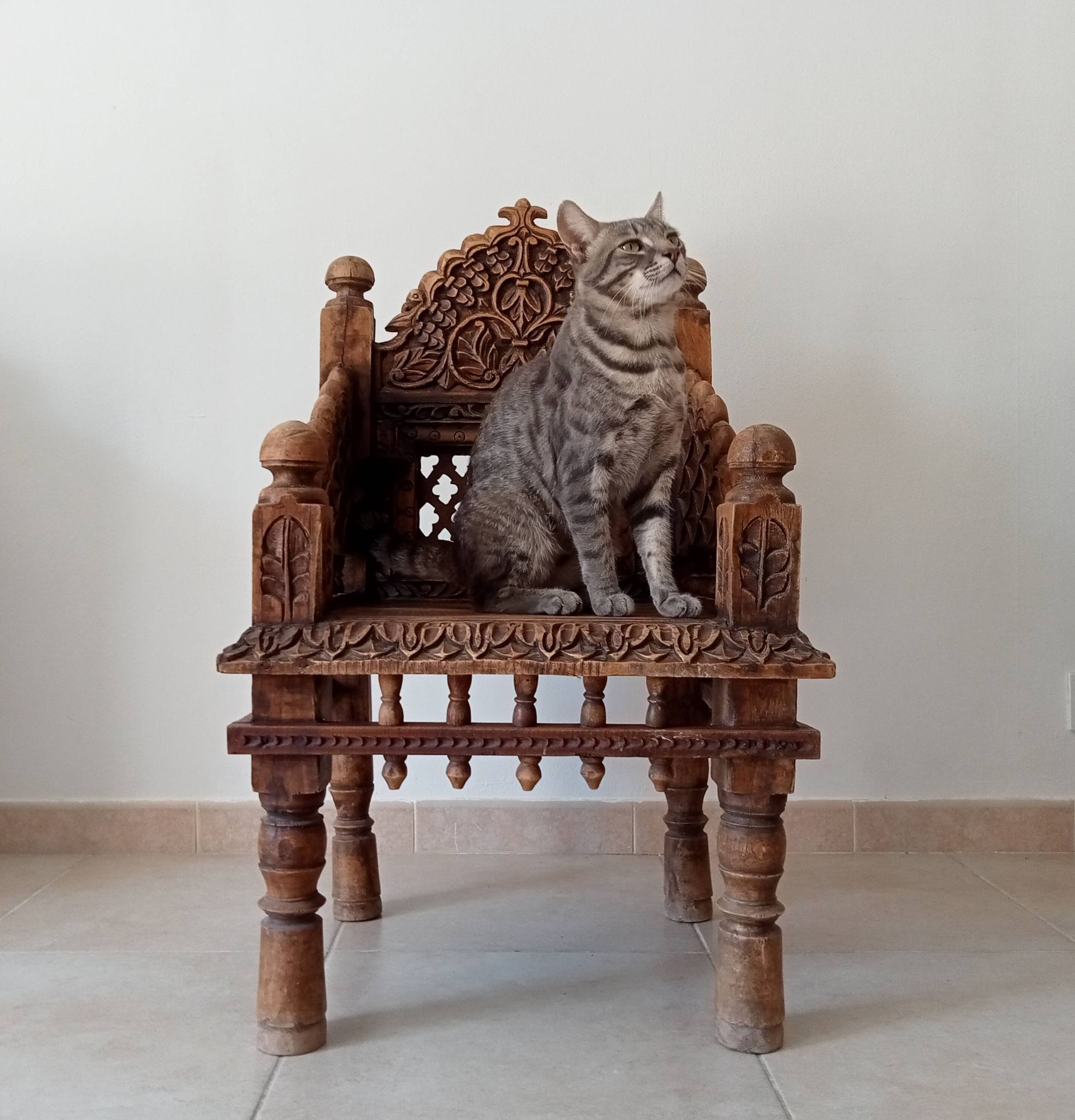 Antique Pidha Armchair from Rajasthan, 19th Century in Rosewood