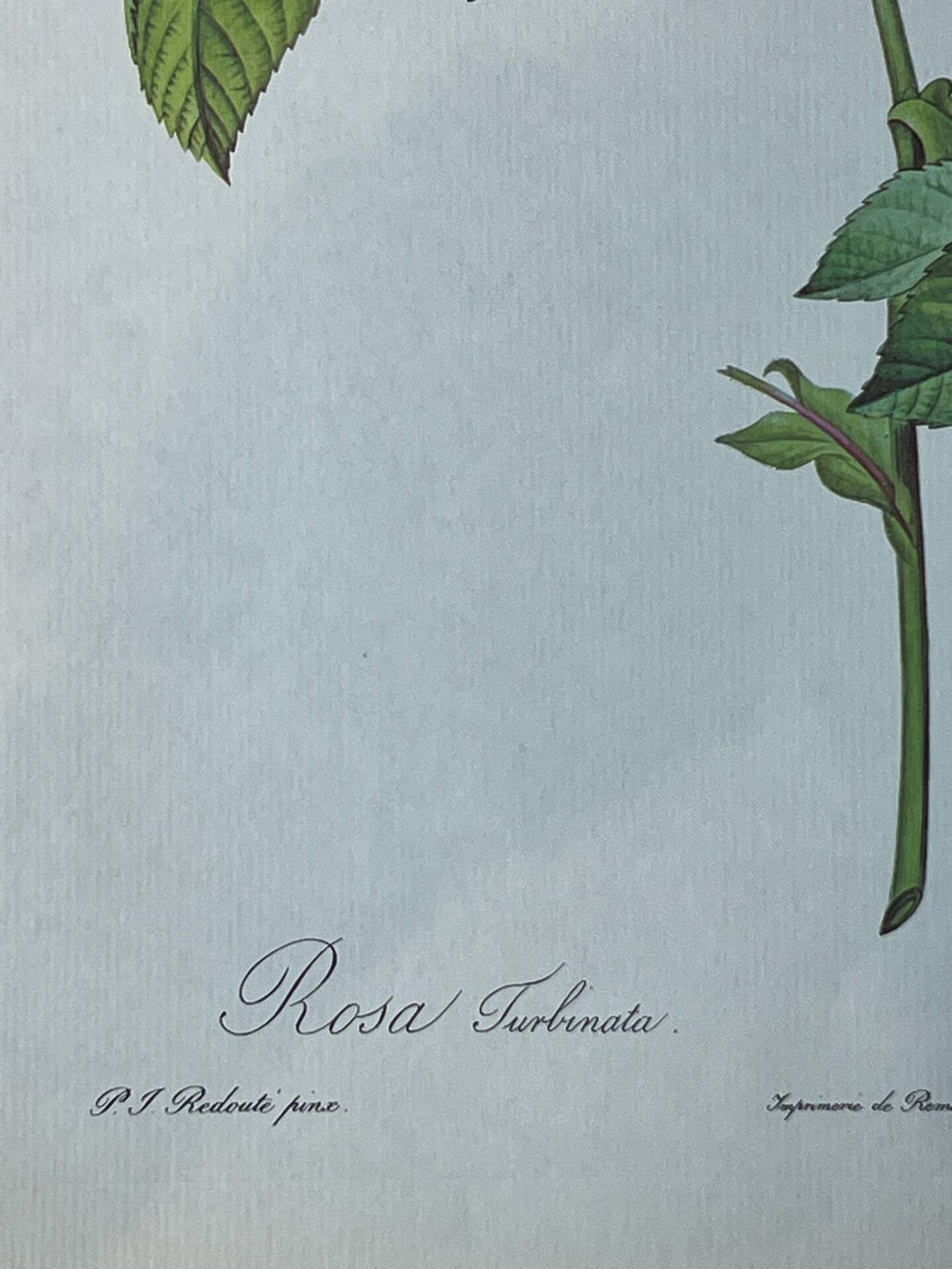 Botanical plate Frankfurt Rose 40.4x29.9cm