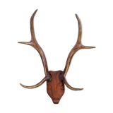 Antlers on carved wooden head, Danish design, 1960s