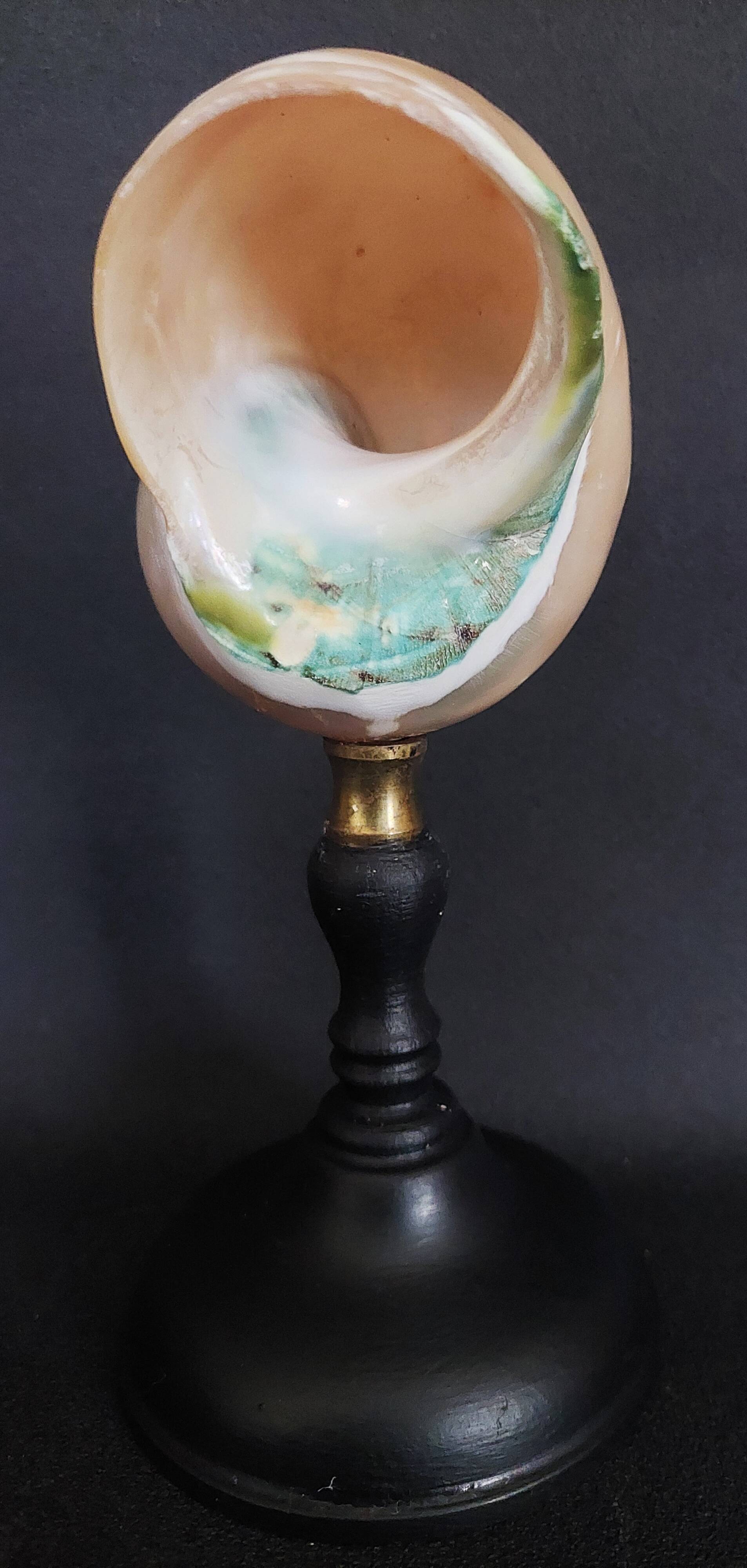 Cabinet de Curiosités coquillage turbo imperialis nacré sur socle