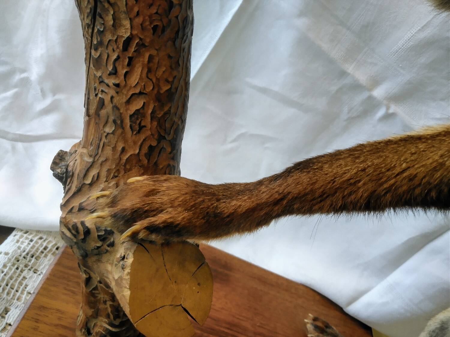 Stuffed fox taxidermy