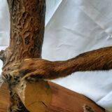 Stuffed fox taxidermy
