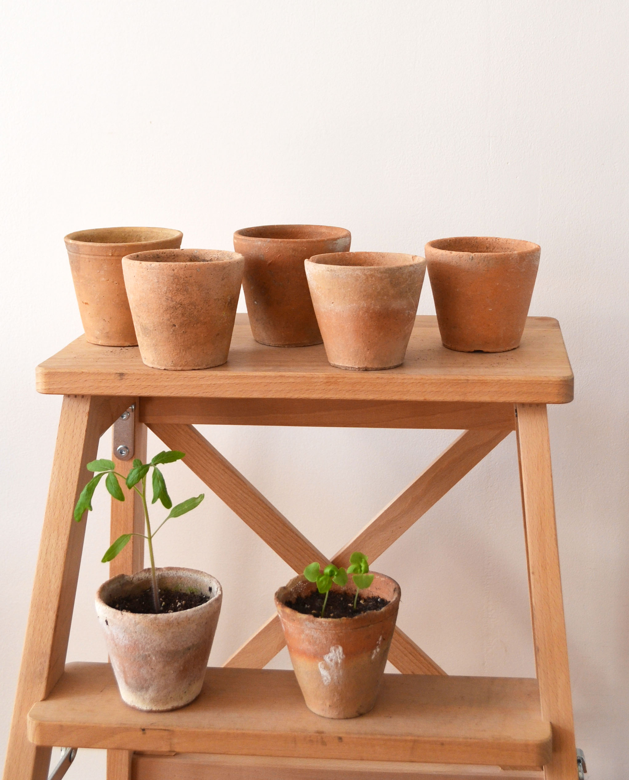 5 pots with old seedlings 7/8 cm