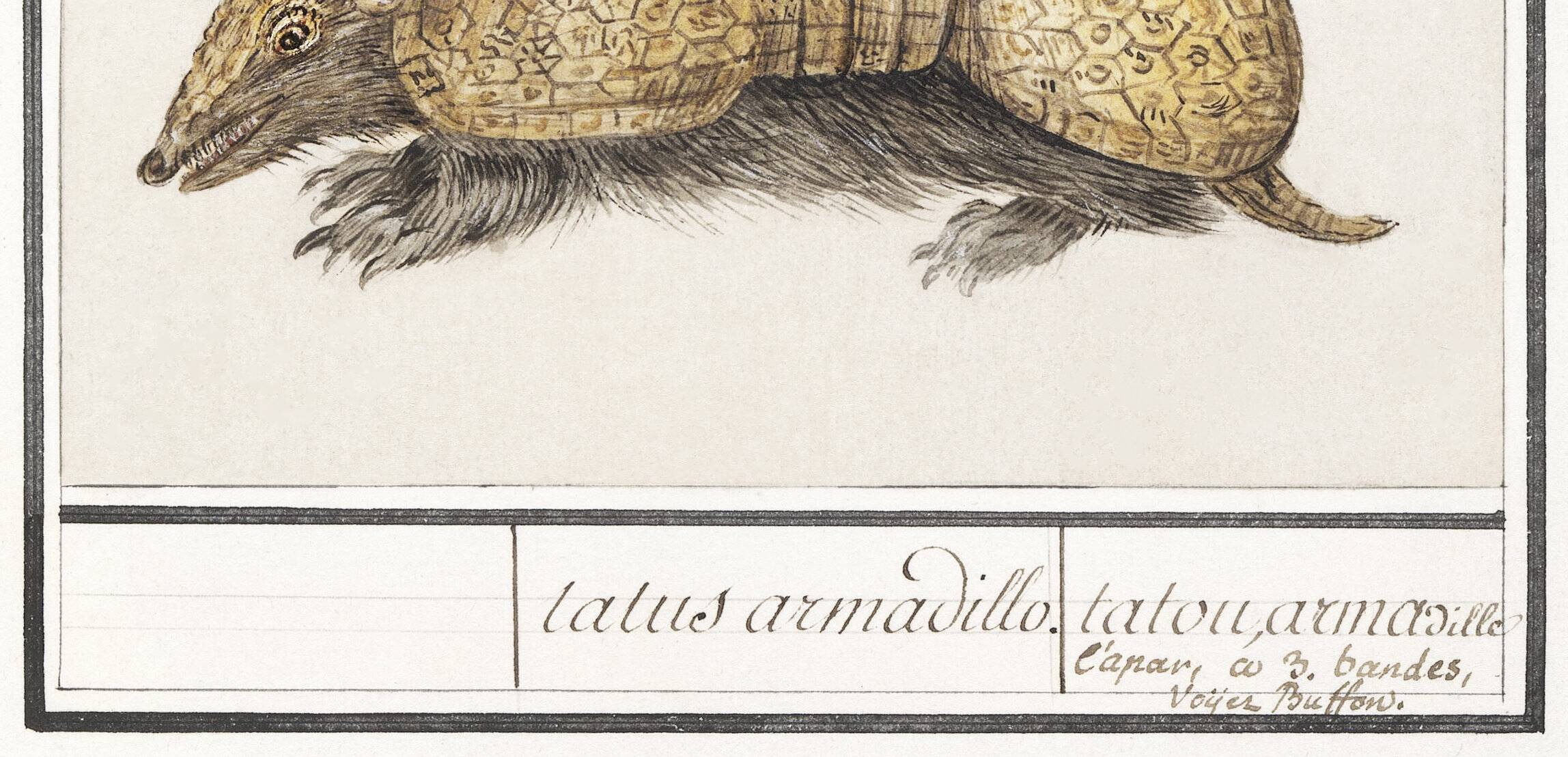 Small poster about the armadillo, after an old engraving from 1610.