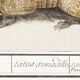 Small poster about the armadillo, after an old engraving from 1610.