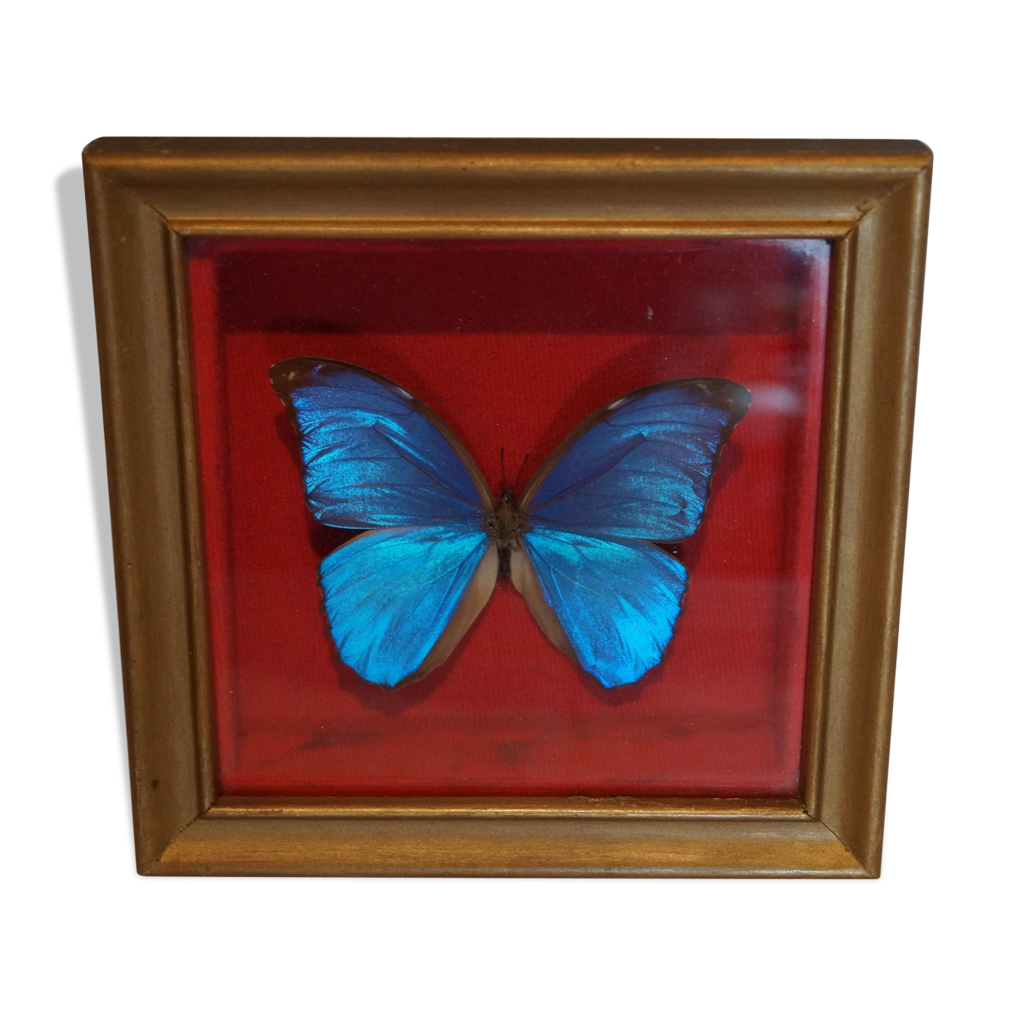 Butterfly frame