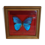 Butterfly frame