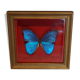 Butterfly frame