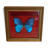 Cadre papillon