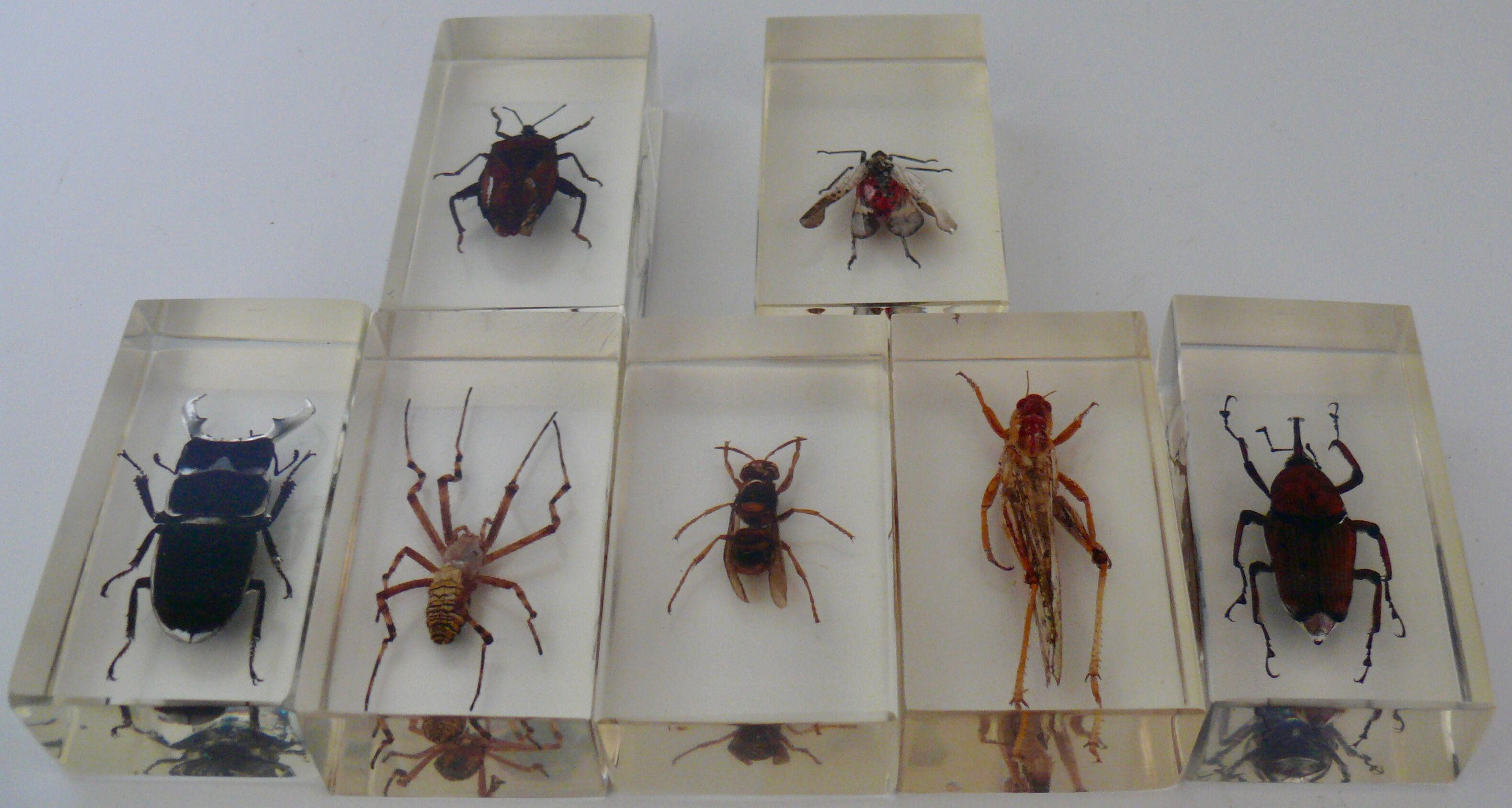 Insects in resin inclusion