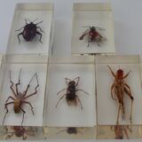 Insects in resin inclusion