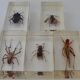 Insectes en inclusion résine