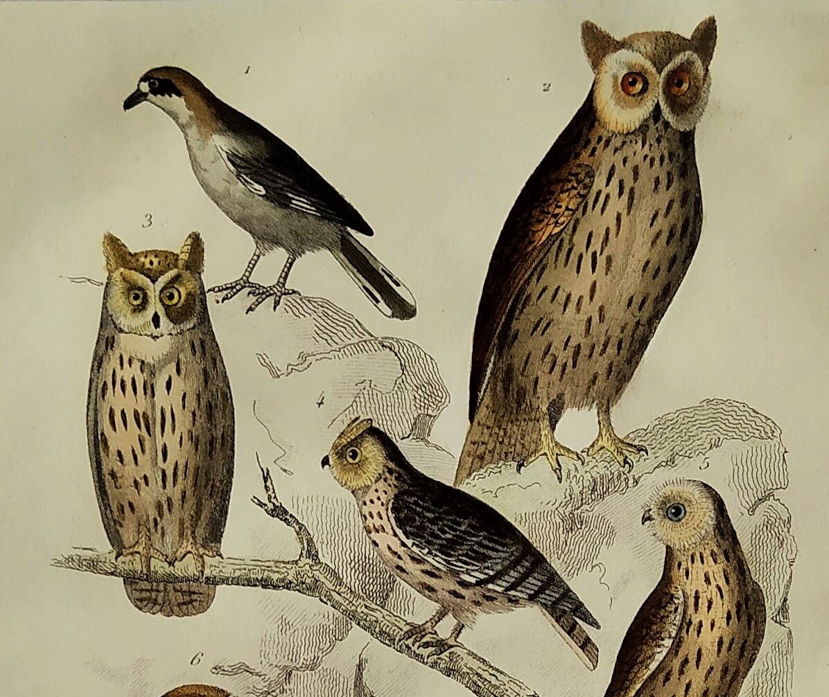 Original Ornithological plate " Ecorcheur - Grand Duke - &c... " Buffon (1836)