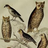 Original Ornithological plate " Ecorcheur - Grand Duke - &c... " Buffon (1836)