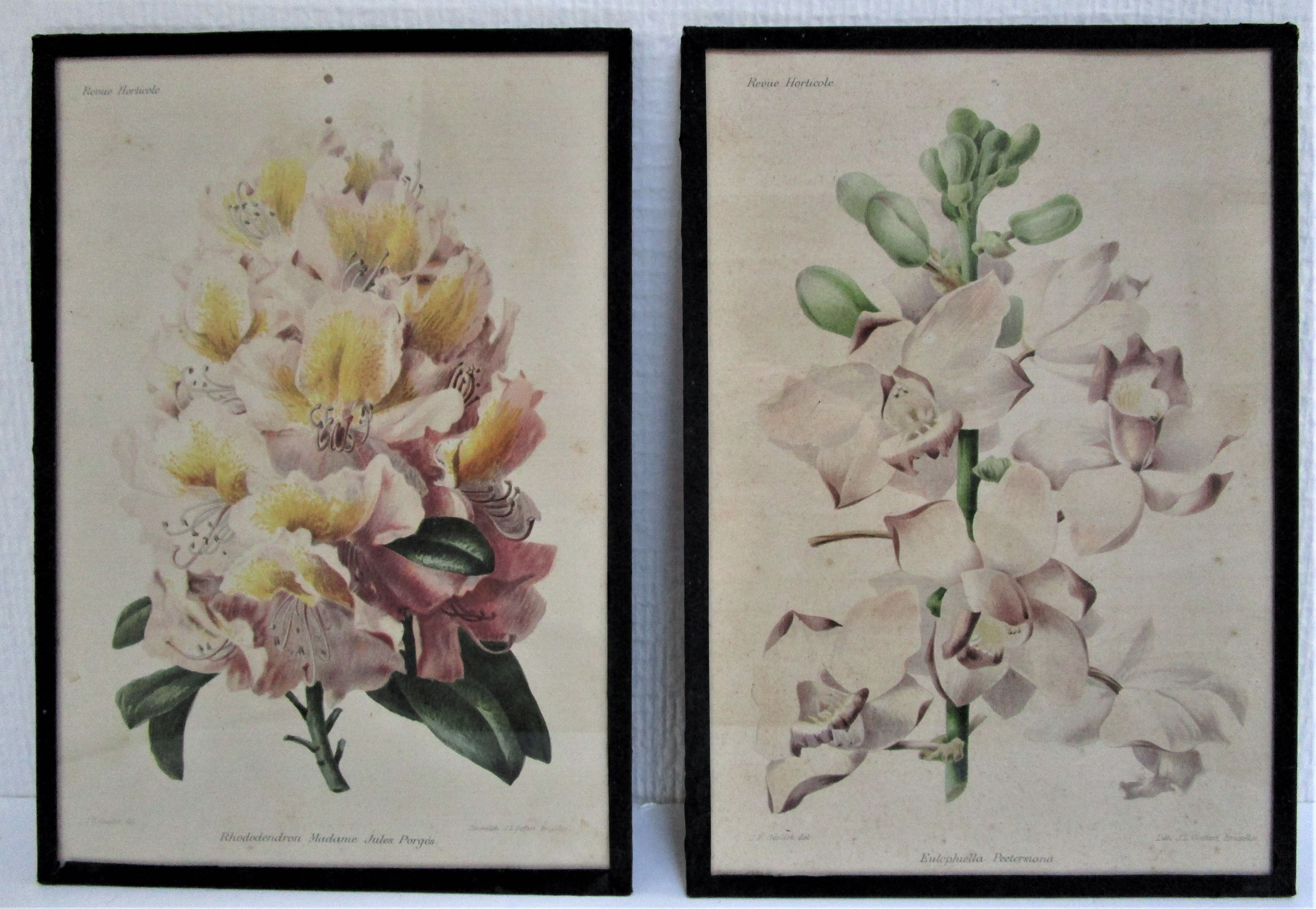 Trois planches botaniques encadrées orchidée rhododendron campanule médium vintage