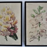Trois planches botaniques encadrées orchidée rhododendron campanule médium vintage