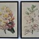 Trois planches botaniques encadrées orchidée rhododendron campanule médium vintage
