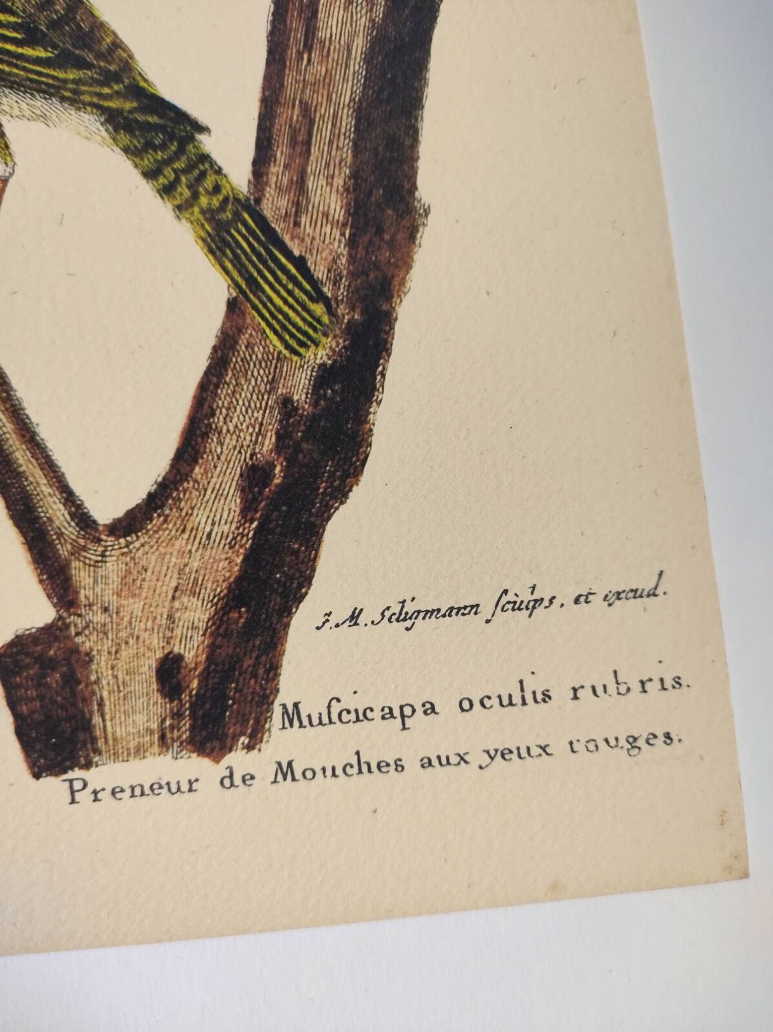 Gravure ancienne oiseau  -Preneur de Mouche- Planche zoologique de Seligmann & Catesby