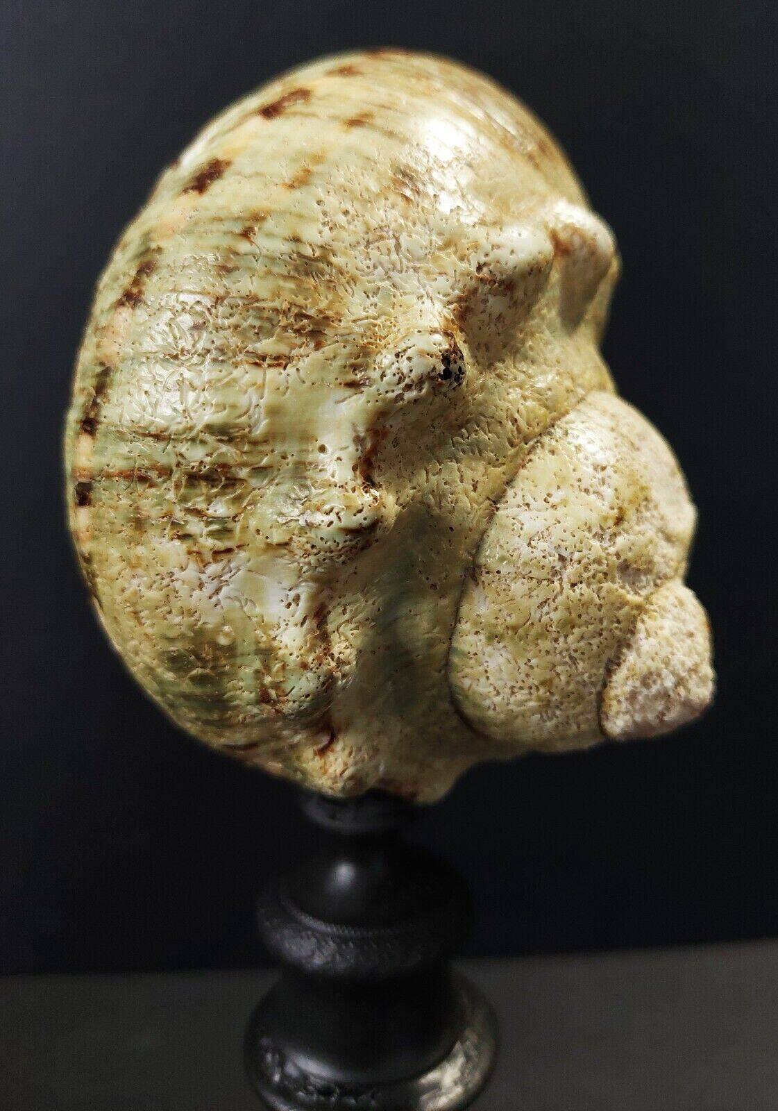 Cabinet of curiosities turbo marmoratus shell on base