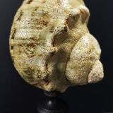 Cabinet of curiosities turbo marmoratus shell on base