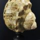Cabinet of curiosities turbo marmoratus shell on base