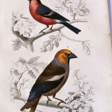 Antique engraving from 1849. Bullfinch and Grosbeak. Travies. Orbigny bird