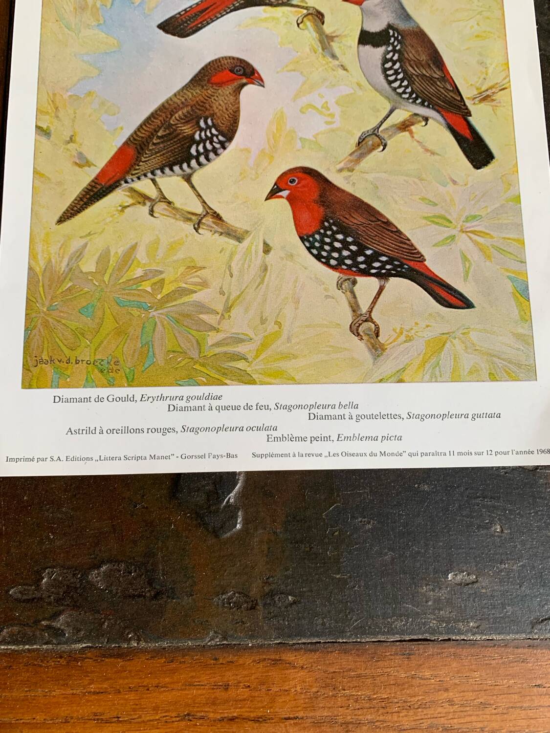 Poster "The Birds of the World" – 1968