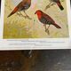 Poster "The Birds of the World" – 1968