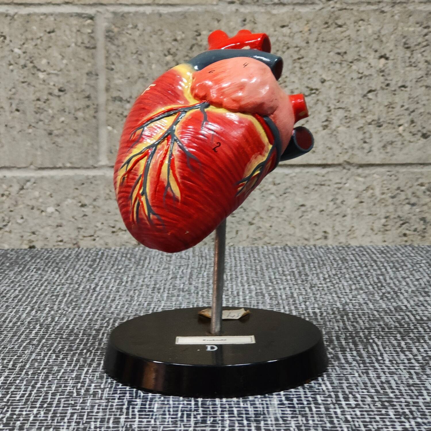Curiosity Anatomy crocodile heart resin Czech Republic 1970