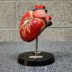 Curiosity Anatomy crocodile heart resin Czech Republic 1970