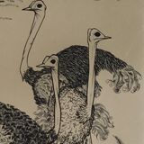 Engraving "Ostrich Hunter" 1950s