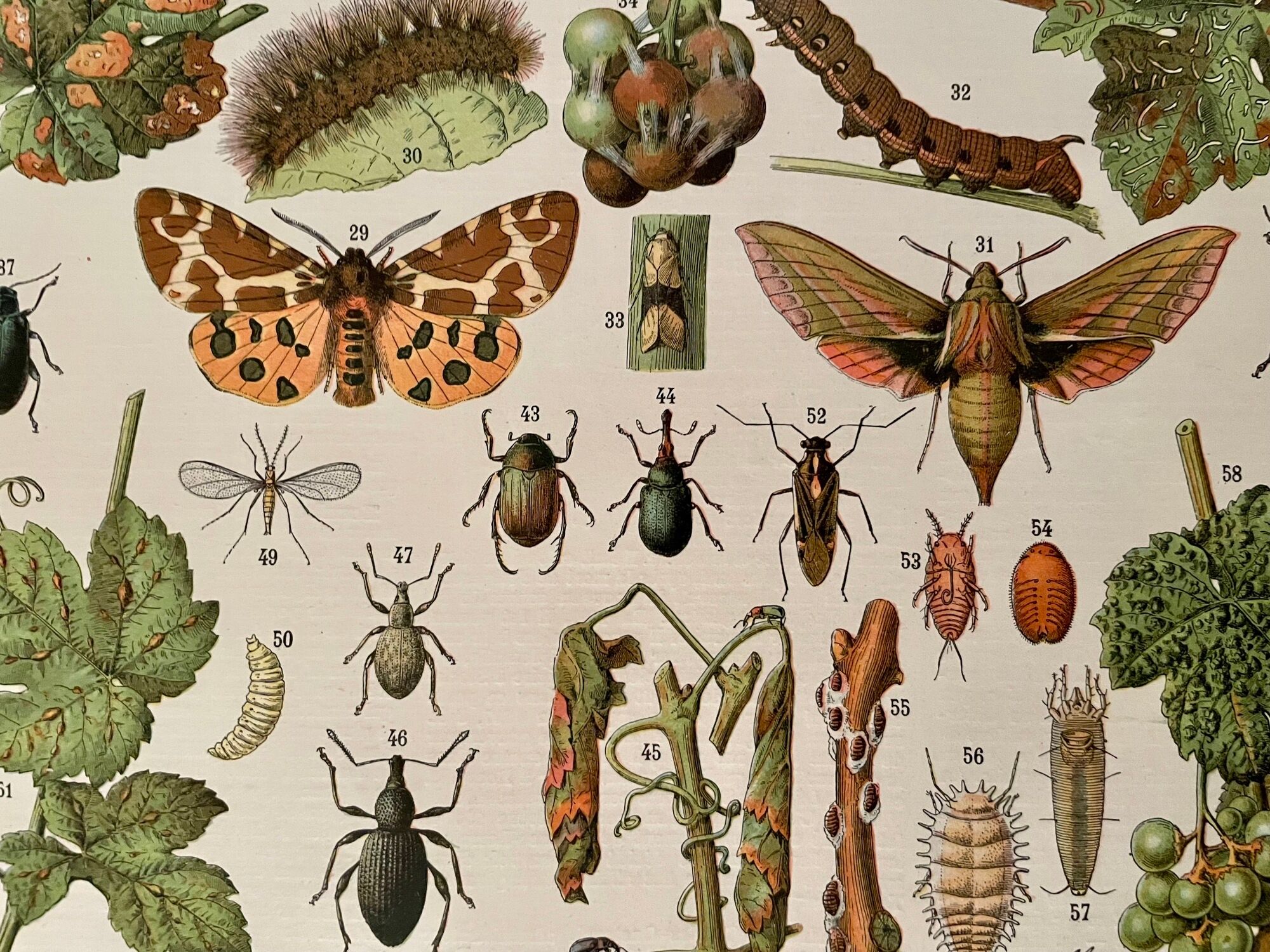 Lithograph on the diseases of the vine of 1907