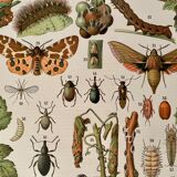 Lithograph on the diseases of the vine of 1907