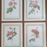 Set of 4 prints after P J Redoute